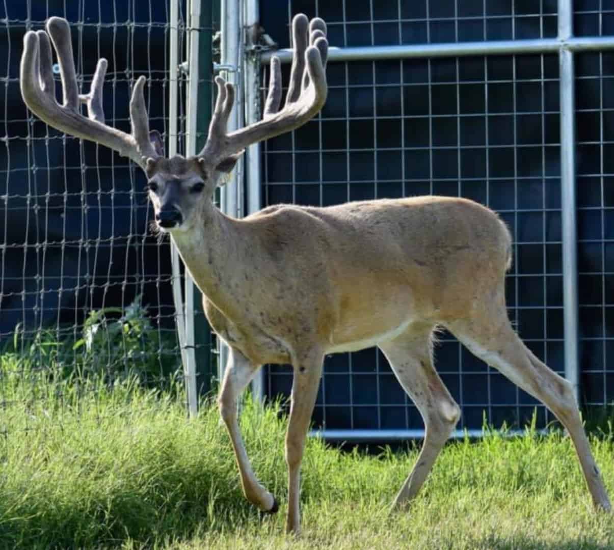 M3 Whitetails are Texas deer breeders that specialize in raising and selling whitetail Breeder Bucks, whitetail DMP Bucks, whitetail Stocker Bucks, as well as open and bred whitetail does. Big Texas Typicals are what buyers want when buying Texas DMP Bucks, Stocker Bucks, and Breeder Bucks. Our whitetail deer for sale are sure to impress prospective buyers and are priced competitively.