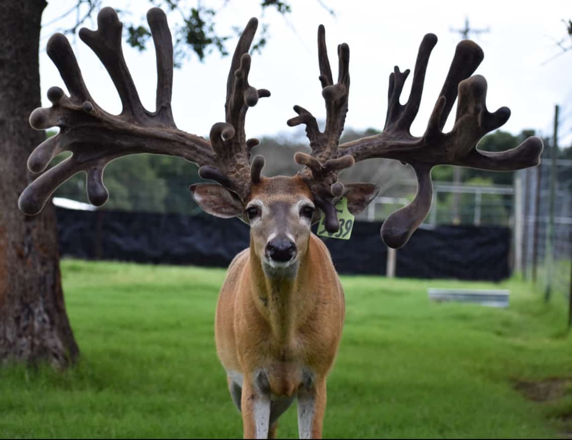 M3 Whitetails are Texas deer breeders that specialize in raising and selling whitetail Breeder Bucks, whitetail DMP Bucks, whitetail Stocker Bucks, as well as open and bred whitetail does. Big Texas Typicals are what buyers want when buying Texas DMP Bucks, Stocker Bucks, and Breeder Bucks. Our whitetail deer for sale are sure to impress prospective buyers and are priced competitively.