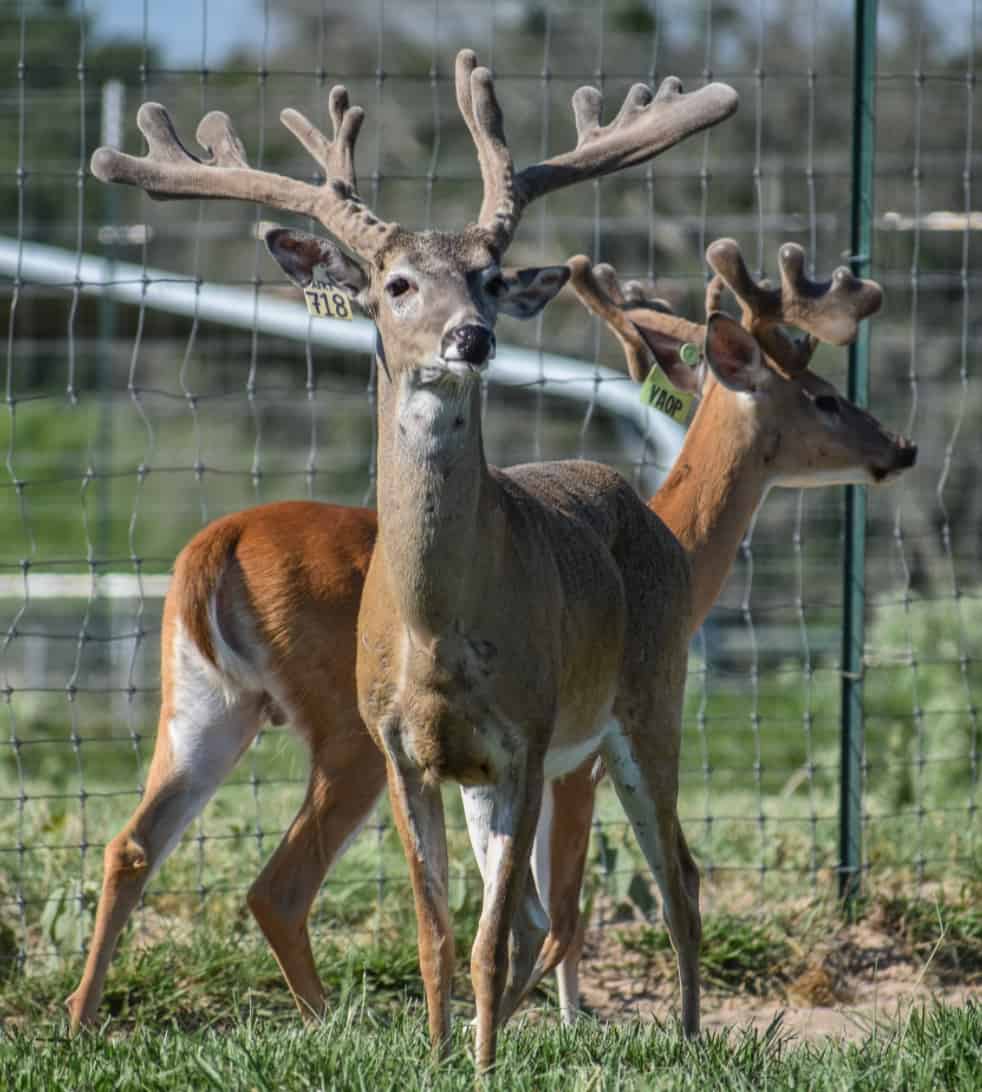 M3 Whitetails are Texas deer breeders that specialize in raising and selling whitetail Breeder Bucks, whitetail DMP Bucks, whitetail Stocker Bucks, as well as open and bred whitetail does. Big Texas Typicals are what buyers want when buying Texas DMP Bucks, Stocker Bucks, and Breeder Bucks. Our whitetail deer for sale are sure to impress prospective buyers and are priced competitively.