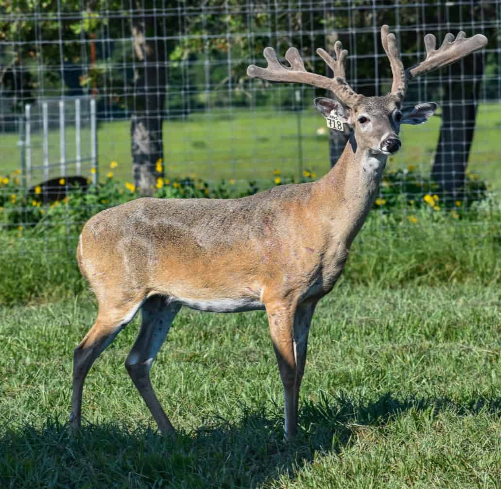 M3 Whitetails are Texas deer breeders that specialize in raising and selling whitetail Breeder Bucks, whitetail DMP Bucks, whitetail Stocker Bucks, as well as open and bred whitetail does. Big Texas Typicals are what buyers want when buying Texas DMP Bucks, Stocker Bucks, and Breeder Bucks. Our whitetail deer for sale are sure to impress prospective buyers and are priced competitively.