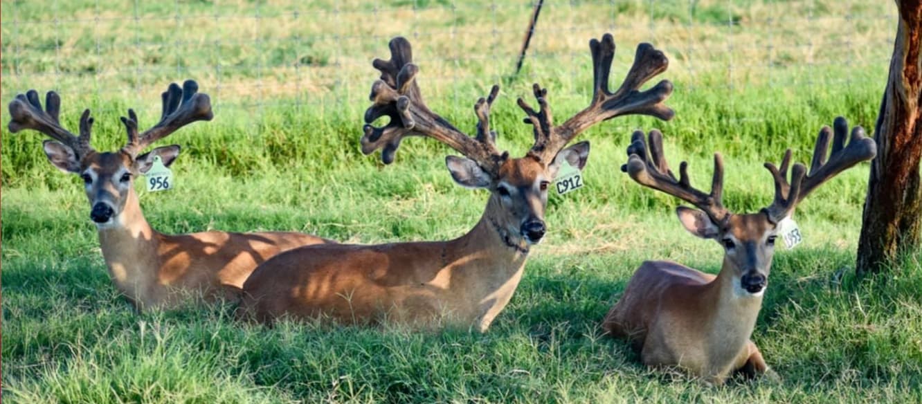 M3 Whitetails are Texas deer breeders that specialize in raising and selling whitetail Breeder Bucks, whitetail DMP Bucks, whitetail Stocker Bucks, as well as open and bred whitetail does. Big Texas Typicals are what buyers want when buying Texas DMP Bucks, Stocker Bucks, and Breeder Bucks. Our whitetail deer for sale are sure to impress prospective buyers and are priced competitively.