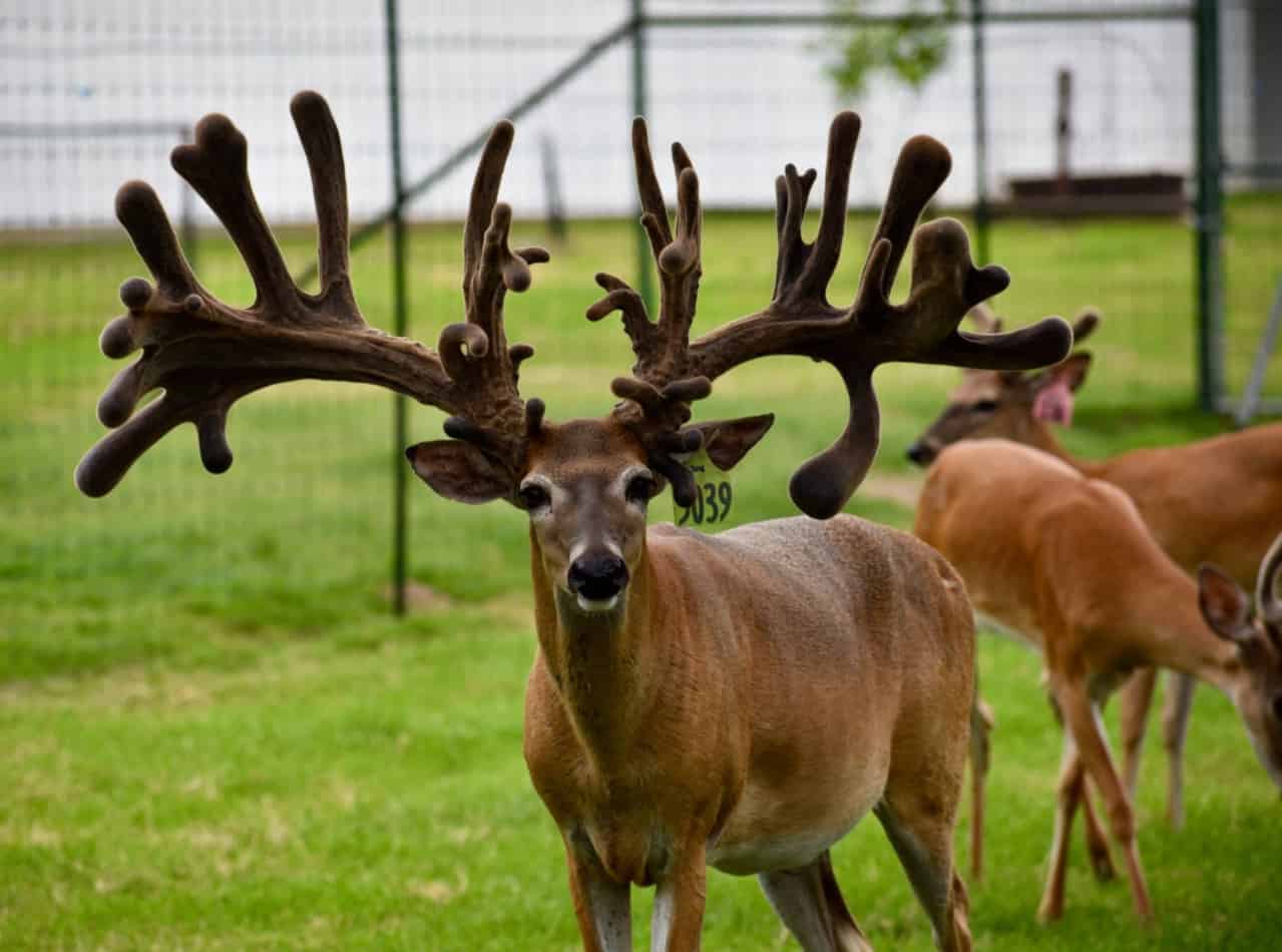 M3 Whitetails are Texas deer breeders that specialize in raising and selling whitetail Breeder Bucks, whitetail DMP Bucks, whitetail Stocker Bucks, as well as open and bred whitetail does. Big Texas Typicals are what buyers want when buying Texas DMP Bucks, Stocker Bucks, and Breeder Bucks. Our whitetail deer for sale are sure to impress prospective buyers and are priced competitively.