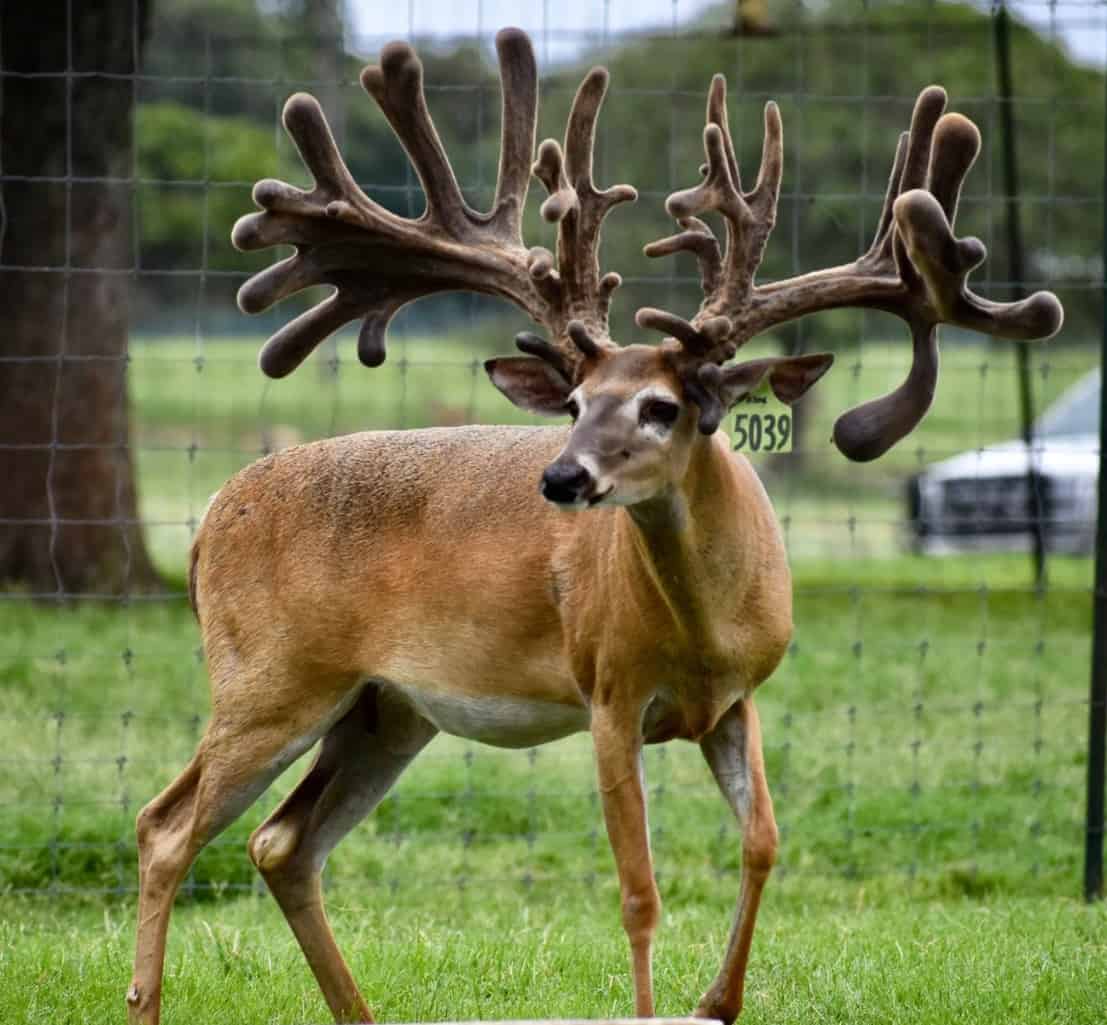 M3 Whitetails are Texas deer breeders that specialize in raising and selling whitetail Breeder Bucks, whitetail DMP Bucks, whitetail Stocker Bucks, as well as open and bred whitetail does. Big Texas Typicals are what buyers want when buying Texas DMP Bucks, Stocker Bucks, and Breeder Bucks. Our whitetail deer for sale are sure to impress prospective buyers and are priced competitively.