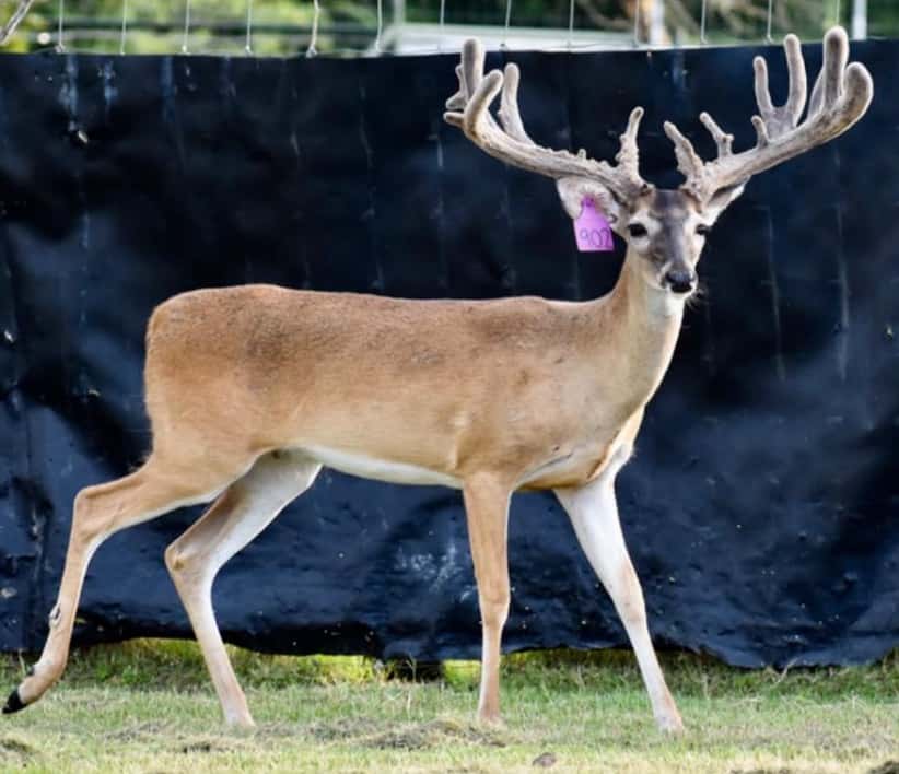 M3 Whitetails are Texas deer breeders that specialize in raising and selling whitetail Breeder Bucks, whitetail DMP Bucks, whitetail Stocker Bucks, as well as open and bred whitetail does. Big Texas Typicals are what buyers want when buying Texas DMP Bucks, Stocker Bucks, and Breeder Bucks. Our whitetail deer for sale are sure to impress prospective buyers and are priced competitively.