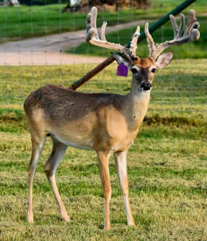 M3 Whitetails are Texas deer breeders that specialize in raising and selling whitetail Breeder Bucks, whitetail DMP Bucks, whitetail Stocker Bucks, as well as open and bred whitetail does. Big Texas Typicals are what buyers want when buying Texas DMP Bucks, Stocker Bucks, and Breeder Bucks. Our whitetail deer for sale are sure to impress prospective buyers and are priced competitively.