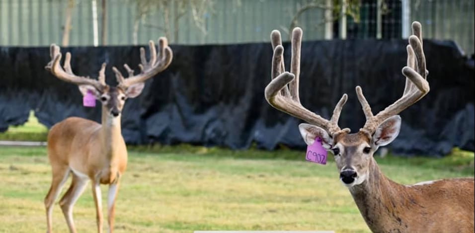 M3 Whitetails are Texas deer breeders that specialize in raising and selling whitetail Breeder Bucks, whitetail DMP Bucks, whitetail Stocker Bucks, as well as open and bred whitetail does. Big Texas Typicals are what buyers want when buying Texas DMP Bucks, Stocker Bucks, and Breeder Bucks. Our whitetail deer for sale are sure to impress prospective buyers and are priced competitively.