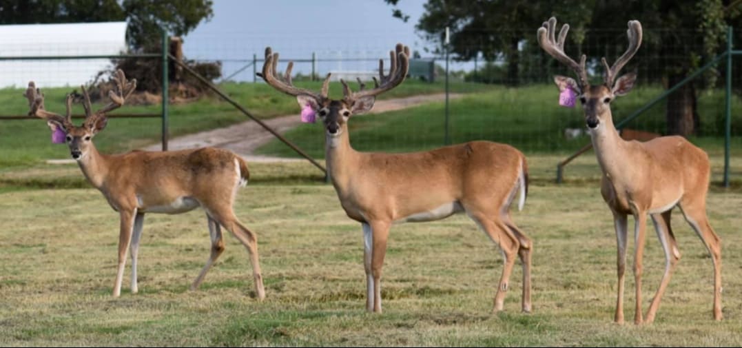 M3 Whitetails are Texas deer breeders that specialize in raising and selling whitetail Breeder Bucks, whitetail DMP Bucks, whitetail Stocker Bucks, as well as open and bred whitetail does. Big Texas Typicals are what buyers want when buying Texas DMP Bucks, Stocker Bucks, and Breeder Bucks. Our whitetail deer for sale are sure to impress prospective buyers and are priced competitively.