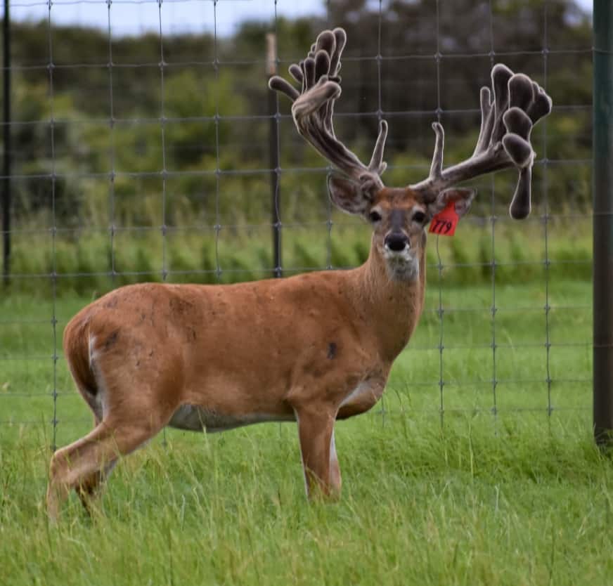 M3 Whitetails are Texas deer breeders that specialize in raising and selling whitetail Breeder Bucks, whitetail DMP Bucks, whitetail Stocker Bucks, as well as open and bred whitetail does. Big Texas Typicals are what buyers want when buying Texas DMP Bucks, Stocker Bucks, and Breeder Bucks. Our whitetail deer for sale are sure to impress prospective buyers and are priced competitively.
