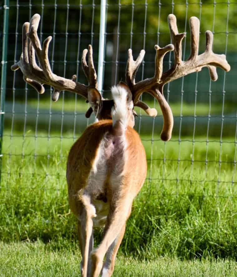 M3 Whitetails are Texas deer breeders that specialize in raising and selling whitetail Breeder Bucks, whitetail DMP Bucks, whitetail Stocker Bucks, as well as open and bred whitetail does. Big Texas Typicals are what buyers want when buying Texas DMP Bucks, Stocker Bucks, and Breeder Bucks. Our whitetail deer for sale are sure to impress prospective buyers and are priced competitively.