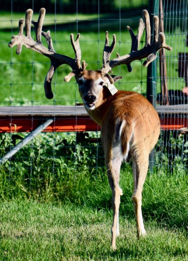 M3 Whitetails are Texas deer breeders that specialize in raising and selling whitetail Breeder Bucks, whitetail DMP Bucks, whitetail Stocker Bucks, as well as open and bred whitetail does. Big Texas Typicals are what buyers want when buying Texas DMP Bucks, Stocker Bucks, and Breeder Bucks. Our whitetail deer for sale are sure to impress prospective buyers and are priced competitively.