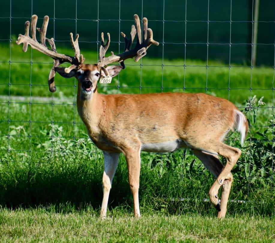 M3 Whitetails are Texas deer breeders that specialize in raising and selling whitetail Breeder Bucks, whitetail DMP Bucks, whitetail Stocker Bucks, as well as open and bred whitetail does. Big Texas Typicals are what buyers want when buying Texas DMP Bucks, Stocker Bucks, and Breeder Bucks. Our whitetail deer for sale are sure to impress prospective buyers and are priced competitively.