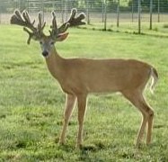 M3 Whitetails are Texas deer breeders that specialize in raising and selling whitetail Breeder Bucks, whitetail DMP Bucks, whitetail Stocker Bucks, as well as open and bred whitetail does. Big Texas Typicals are what buyers want when buying Texas DMP Bucks, Stocker Bucks, and Breeder Bucks. Our whitetail deer for sale are sure to impress prospective buyers and are priced competitively.