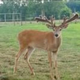 M3 Whitetails are Texas deer breeders that specialize in raising and selling whitetail Breeder Bucks, whitetail DMP Bucks, whitetail Stocker Bucks, as well as open and bred whitetail does. Big Texas Typicals are what buyers want when buying Texas DMP Bucks, Stocker Bucks, and Breeder Bucks. Our whitetail deer for sale are sure to impress prospective buyers and are priced competitively.