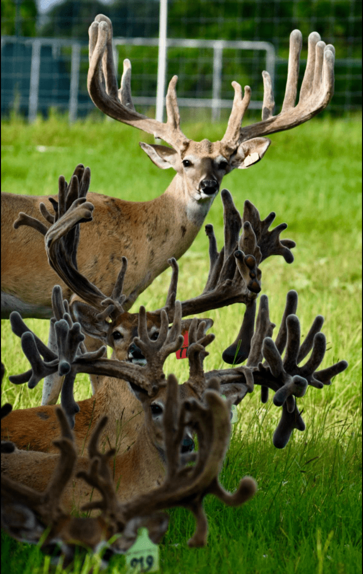 M3 Whitetails are Texas deer breeders that specialize in raising and selling whitetail Breeder Bucks, whitetail DMP Bucks, whitetail Stocker Bucks, as well as open and bred whitetail does. Big Texas Typicals are what buyers want when buying Texas DMP Bucks, Stocker Bucks, and Breeder Bucks. Our whitetail deer for sale are sure to impress prospective buyers and are priced competitively.