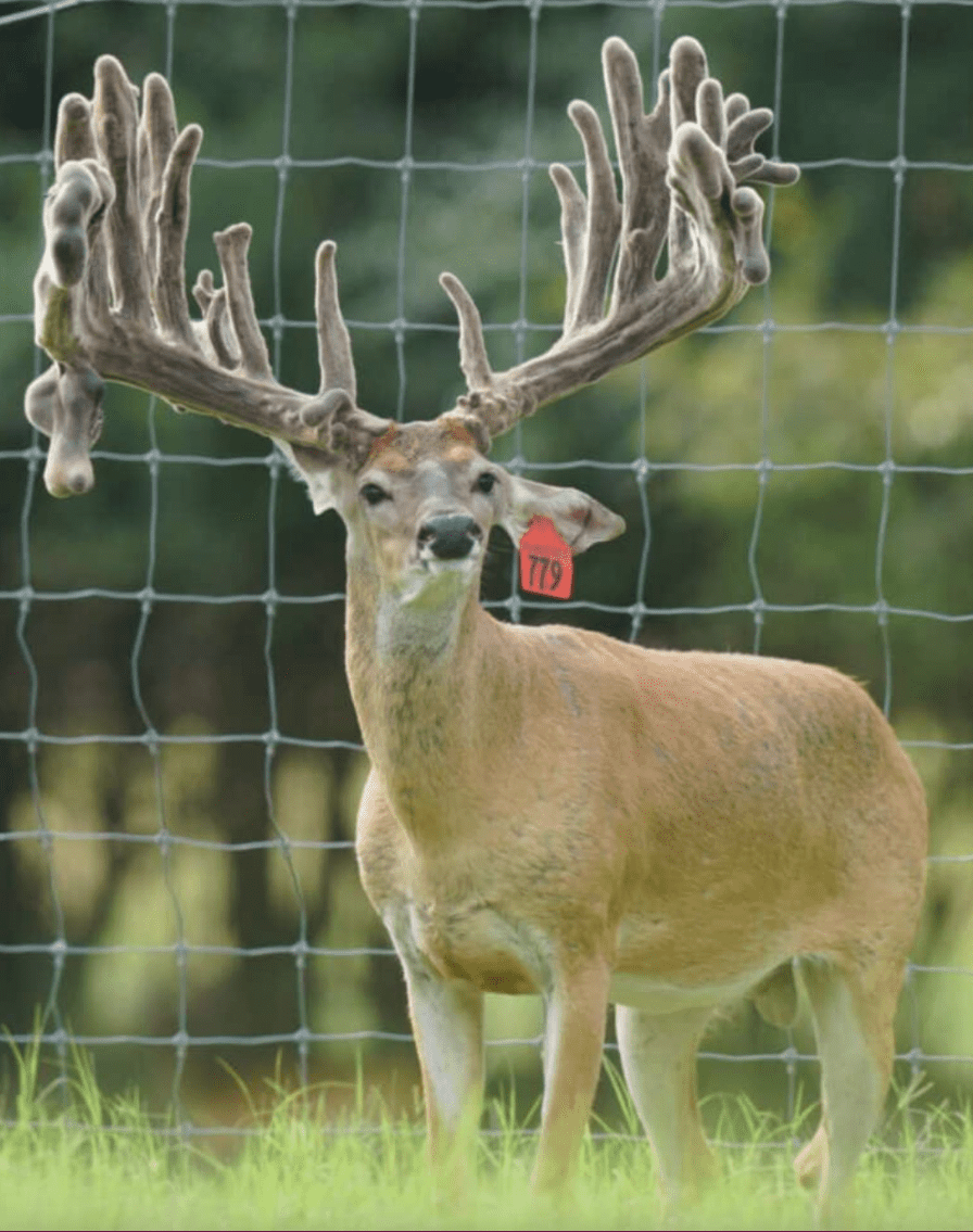 M3 Whitetails are Texas deer breeders that specialize in raising and selling whitetail Breeder Bucks, whitetail DMP Bucks, whitetail Stocker Bucks, as well as open and bred whitetail does. Big Texas Typicals are what buyers want when buying Texas DMP Bucks, Stocker Bucks, and Breeder Bucks. Our whitetail deer for sale are sure to impress prospective buyers and are priced competitively.