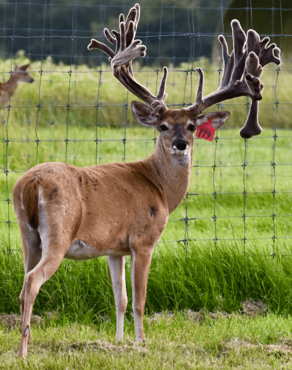 M3 Whitetails are Texas deer breeders that specialize in raising and selling whitetail Breeder Bucks, whitetail DMP Bucks, whitetail Stocker Bucks, as well as open and bred whitetail does. Big Texas Typicals are what buyers want when buying Texas DMP Bucks, Stocker Bucks, and Breeder Bucks. Our whitetail deer for sale are sure to impress prospective buyers and are priced competitively.