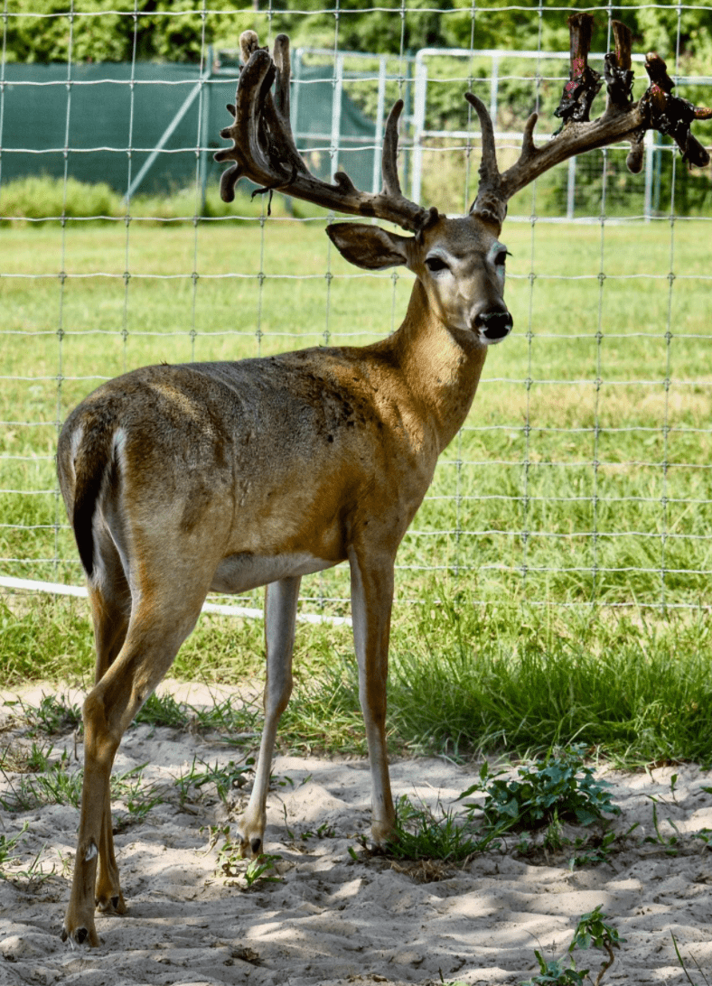 M3 Whitetails are Texas deer breeders that specialize in raising and selling whitetail Breeder Bucks, whitetail DMP Bucks, whitetail Stocker Bucks, as well as open and bred whitetail does. Big Texas Typicals are what buyers want when buying Texas DMP Bucks, Stocker Bucks, and Breeder Bucks. Our whitetail deer for sale are sure to impress prospective buyers and are priced competitively.
