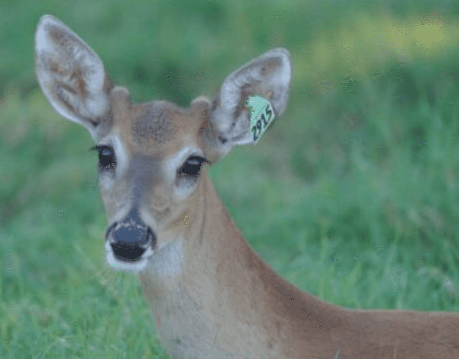 M3 Whitetails are Texas deer breeders that specialize in raising and selling whitetail Breeder Bucks, whitetail DMP Bucks, whitetail Stocker Bucks, as well as open and bred whitetail does. Big Texas Typicals are what buyers want when buying Texas DMP Bucks, Stocker Bucks, and Breeder Bucks. Our whitetail deer for sale are sure to impress prospective buyers and are priced competitively.
