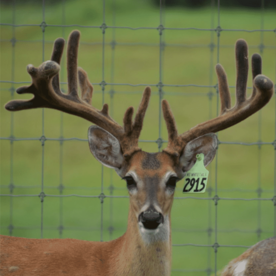 M3 Whitetails are Texas deer breeders that specialize in raising and selling whitetail Breeder Bucks, whitetail DMP Bucks, whitetail Stocker Bucks, as well as open and bred whitetail does. Big Texas Typicals are what buyers want when buying Texas DMP Bucks, Stocker Bucks, and Breeder Bucks. Our whitetail deer for sale are sure to impress prospective buyers and are priced competitively.