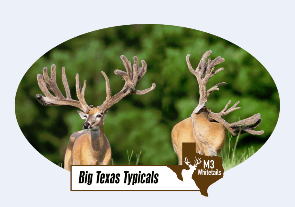 M3 Whitetails are Texas deer breeders that specialize in raising and selling whitetail Breeder Bucks, whitetail DMP Bucks, whitetail Stocker Bucks, as well as open and bred whitetail does. Big Texas Typicals are what buyers want when buying Texas DMP Bucks, Stocker Bucks, and Breeder Bucks. Our whitetail deer for sale are sure to impress prospective buyers and are priced competitively.