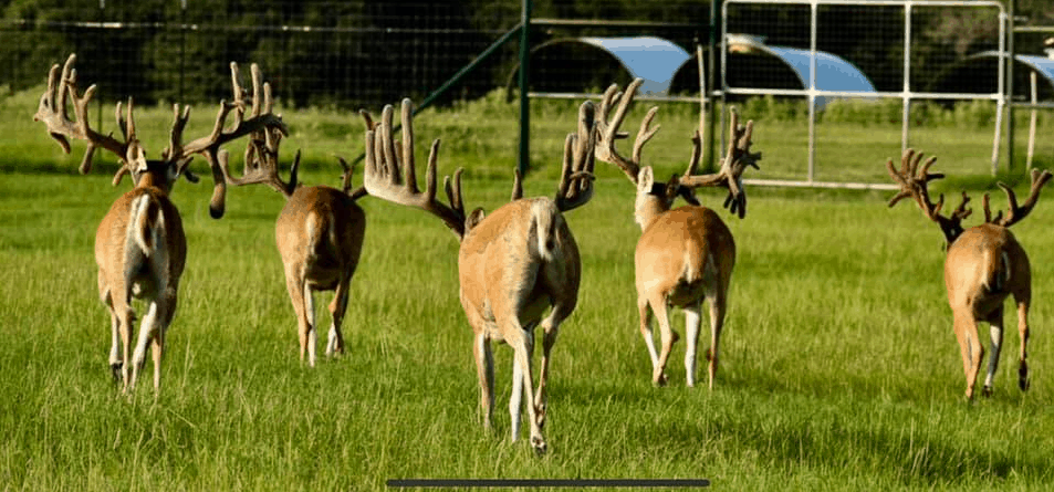M3 Whitetails are Texas deer breeders that specialize in raising and selling whitetail Breeder Bucks, whitetail DMP Bucks, whitetail Stocker Bucks, as well as open and bred whitetail does. Big Texas Typicals are what buyers want when buying Texas DMP Bucks, Stocker Bucks, and Breeder Bucks. Our whitetail deer for sale are sure to impress prospective buyers and are priced competitively.