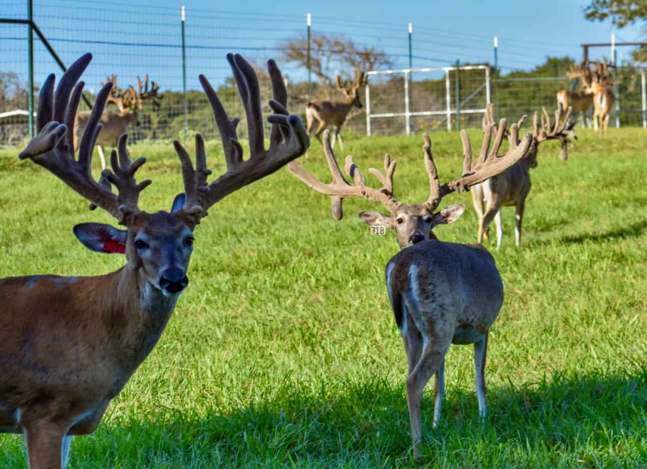M3 Whitetails are Texas deer breeders that specialize in raising and selling whitetail Breeder Bucks, whitetail DMP Bucks, whitetail Stocker Bucks, as well as open and bred whitetail does. Big Texas Typicals are what buyers want when buying Texas DMP Bucks, Stocker Bucks, and Breeder Bucks. Our whitetail deer for sale are sure to impress prospective buyers and are priced competitively.