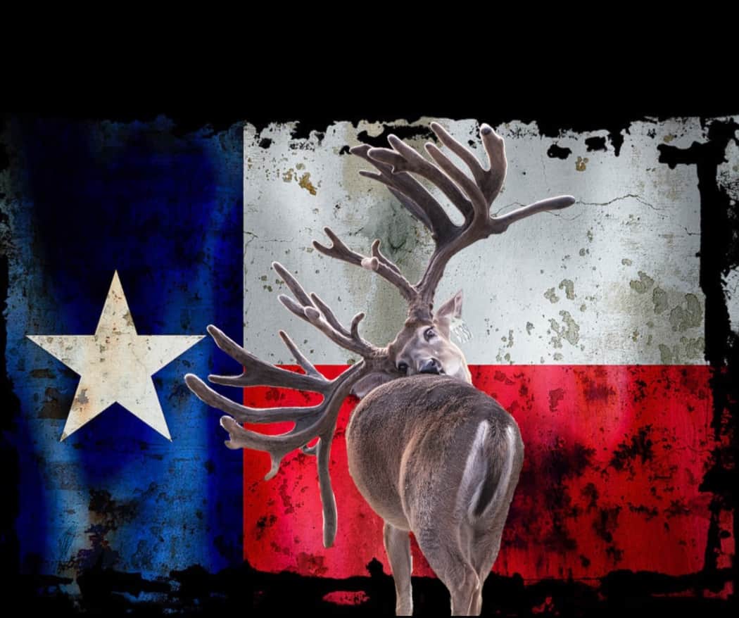 M3 Whitetails are Texas deer breeders that specialize in raising and selling whitetail Breeder Bucks, whitetail DMP Bucks, whitetail Stocker Bucks, as well as open and bred whitetail does. Big Texas Typicals are what buyers want when buying Texas DMP Bucks, Stocker Bucks, and Breeder Bucks. Our whitetail deer for sale are sure to impress prospective buyers and are priced competitively.