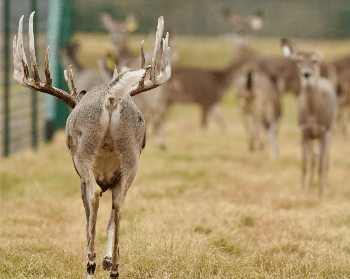 M3 Whitetails are Texas deer breeders that specialize in raising and selling whitetail Breeder Bucks, whitetail DMP Bucks, whitetail Stocker Bucks, as well as open and bred whitetail does. Big Texas Typicals are what buyers want when buying Texas DMP Bucks, Stocker Bucks, and Breeder Bucks. Our whitetail deer for sale are sure to impress prospective buyers and are priced competitively.