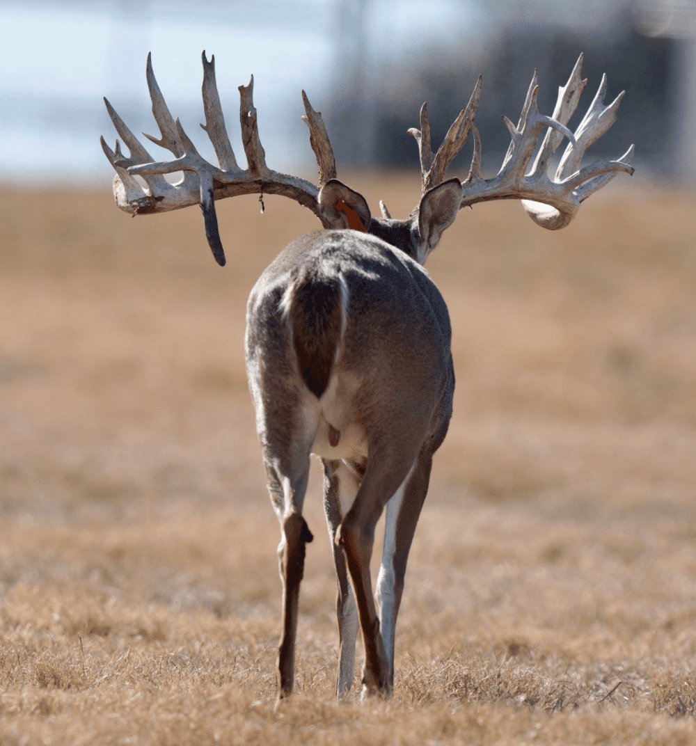 M3 Whitetails are Texas deer breeders that specialize in raising and selling whitetail Breeder Bucks, whitetail DMP Bucks, whitetail Stocker Bucks, as well as open and bred whitetail does. Big Texas Typicals are what buyers want when buying Texas DMP Bucks, Stocker Bucks, and Breeder Bucks. Our whitetail deer for sale are sure to impress prospective buyers and are priced competitively.
