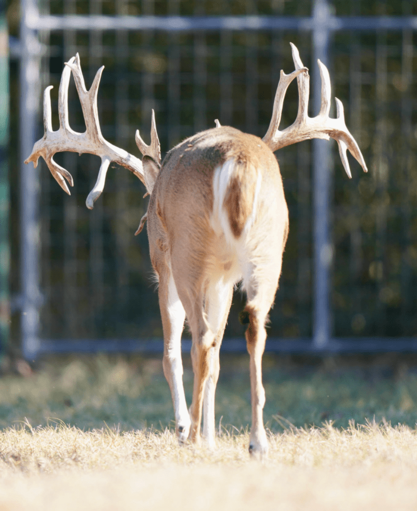 M3 Whitetails are Texas deer breeders that specialize in raising and selling whitetail Breeder Bucks, whitetail DMP Bucks, whitetail Stocker Bucks, as well as open and bred whitetail does. Big Texas Typicals are what buyers want when buying Texas DMP Bucks, Stocker Bucks, and Breeder Bucks. Our whitetail deer for sale are sure to impress prospective buyers and are priced competitively.