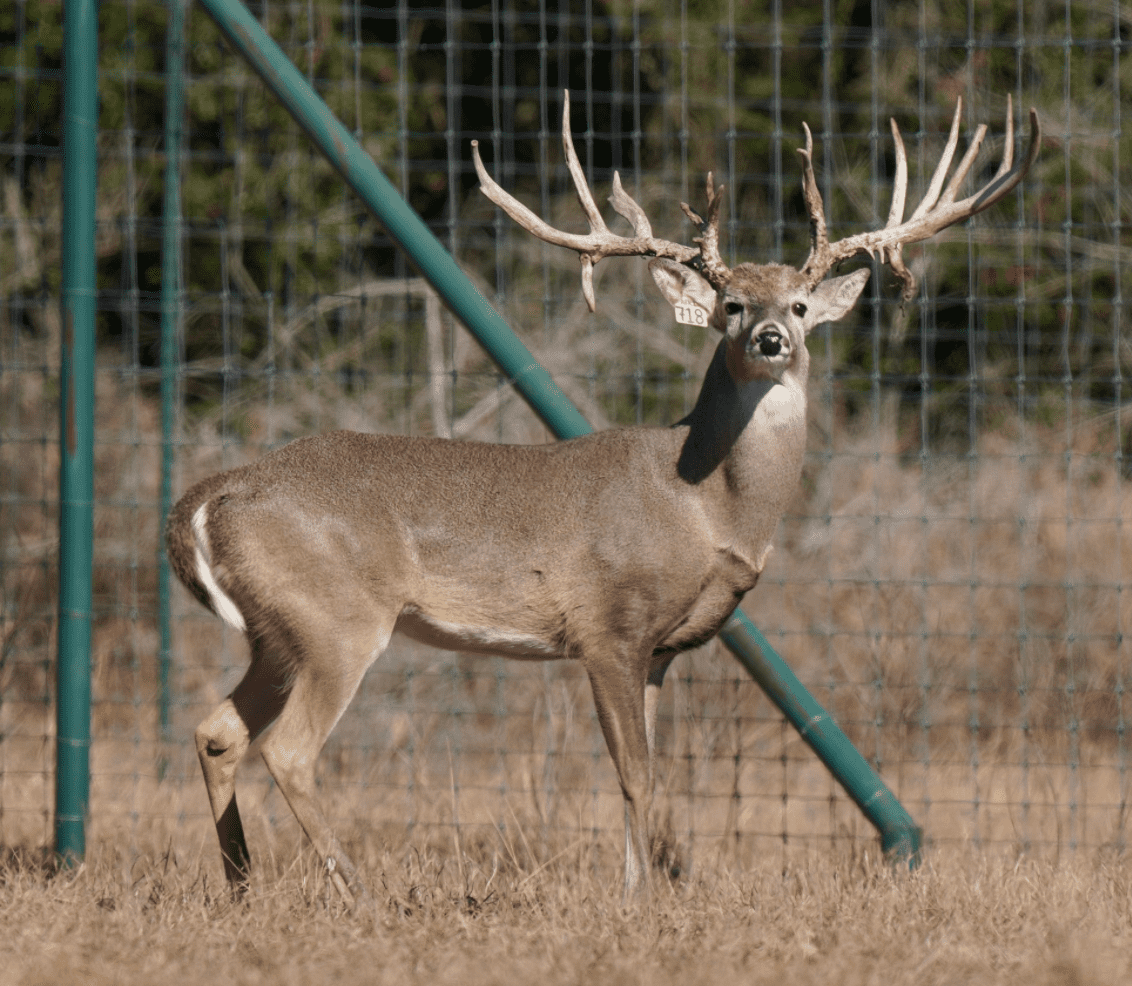 M3 Whitetails are Texas deer breeders that specialize in raising and selling whitetail Breeder Bucks, whitetail DMP Bucks, whitetail Stocker Bucks, as well as open and bred whitetail does. Big Texas Typicals are what buyers want when buying Texas DMP Bucks, Stocker Bucks, and Breeder Bucks. Our whitetail deer for sale are sure to impress prospective buyers and are priced competitively.
