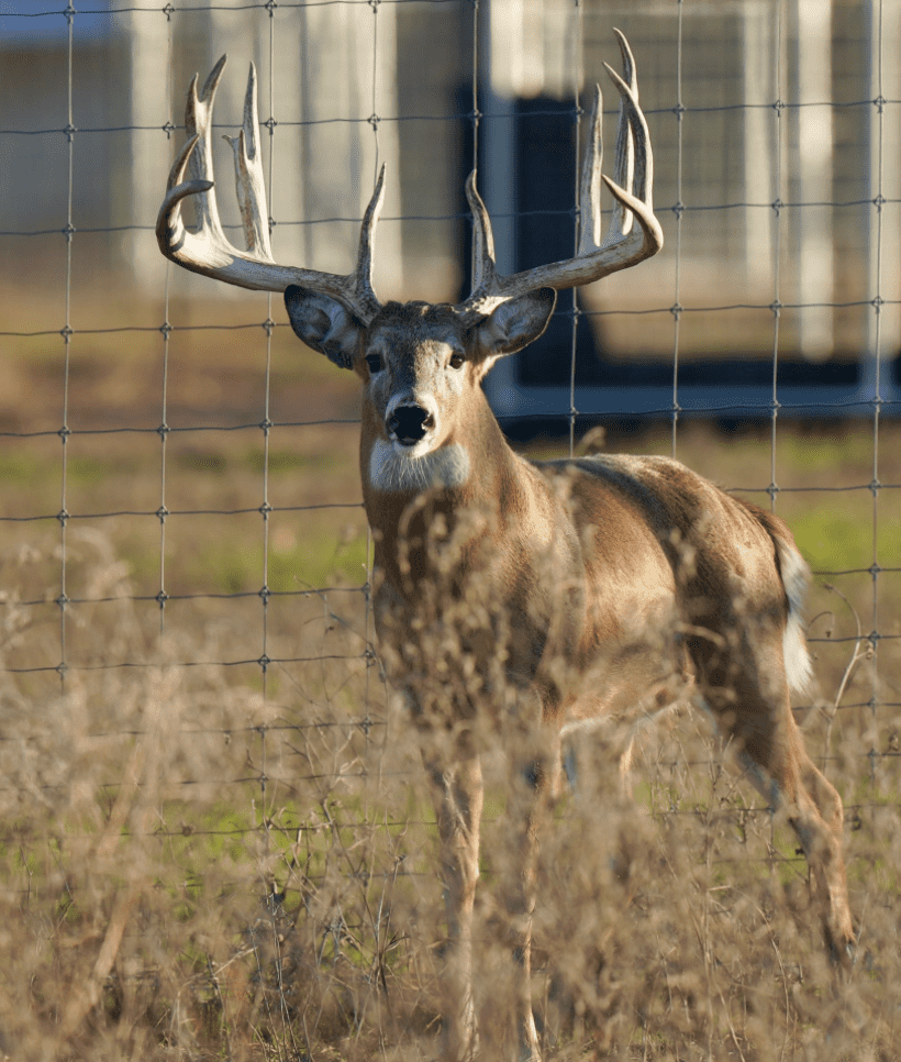 M3 Whitetails are Texas deer breeders that specialize in raising and selling whitetail Breeder Bucks, whitetail DMP Bucks, whitetail Stocker Bucks, as well as open and bred whitetail does. Big Texas Typicals are what buyers want when buying Texas DMP Bucks, Stocker Bucks, and Breeder Bucks. Our whitetail deer for sale are sure to impress prospective buyers and are priced competitively.