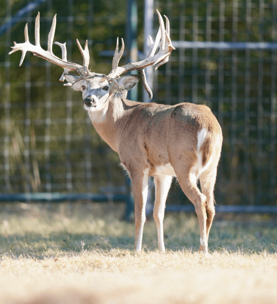 M3 Whitetails are Texas deer breeders that specialize in raising and selling whitetail Breeder Bucks, whitetail DMP Bucks, whitetail Stocker Bucks, as well as open and bred whitetail does. Big Texas Typicals are what buyers want when buying Texas DMP Bucks, Stocker Bucks, and Breeder Bucks. Our whitetail deer for sale are sure to impress prospective buyers and are priced competitively.