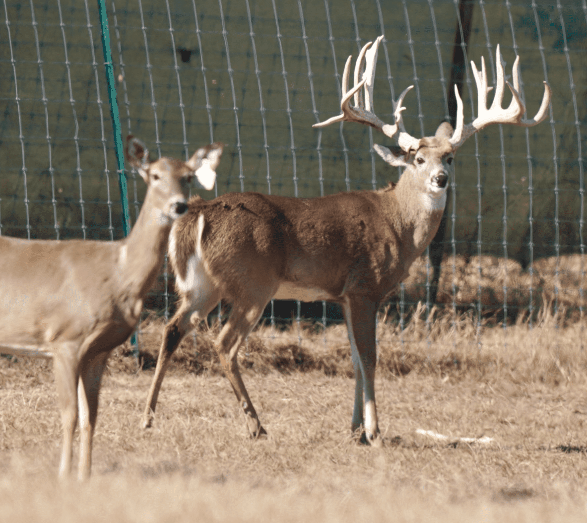 M3 Whitetails are Texas deer breeders that specialize in raising and selling whitetail Breeder Bucks, whitetail DMP Bucks, whitetail Stocker Bucks, as well as open and bred whitetail does. Big Texas Typicals are what buyers want when buying Texas DMP Bucks, Stocker Bucks, and Breeder Bucks. Our whitetail deer for sale are sure to impress prospective buyers and are priced competitively.