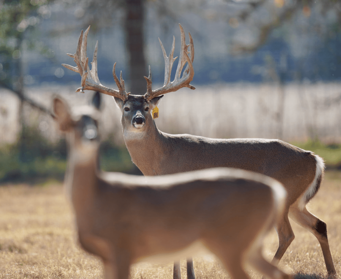 M3 Whitetails are Texas deer breeders that specialize in raising and selling whitetail Breeder Bucks, whitetail DMP Bucks, whitetail Stocker Bucks, as well as open and bred whitetail does. Big Texas Typicals are what buyers want when buying Texas DMP Bucks, Stocker Bucks, and Breeder Bucks. Our whitetail deer for sale are sure to impress prospective buyers and are priced competitively.