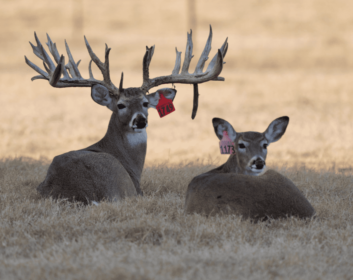 M3 Whitetails are Texas deer breeders that specialize in raising and selling whitetail Breeder Bucks, whitetail DMP Bucks, whitetail Stocker Bucks, as well as open and bred whitetail does. Big Texas Typicals are what buyers want when buying Texas DMP Bucks, Stocker Bucks, and Breeder Bucks. Our whitetail deer for sale are sure to impress prospective buyers and are priced competitively.