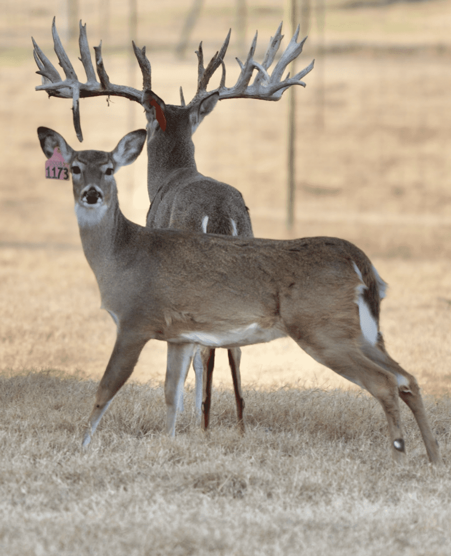 M3 Whitetails are Texas deer breeders that specialize in raising and selling whitetail Breeder Bucks, whitetail DMP Bucks, whitetail Stocker Bucks, as well as open and bred whitetail does. Big Texas Typicals are what buyers want when buying Texas DMP Bucks, Stocker Bucks, and Breeder Bucks. Our whitetail deer for sale are sure to impress prospective buyers and are priced competitively.