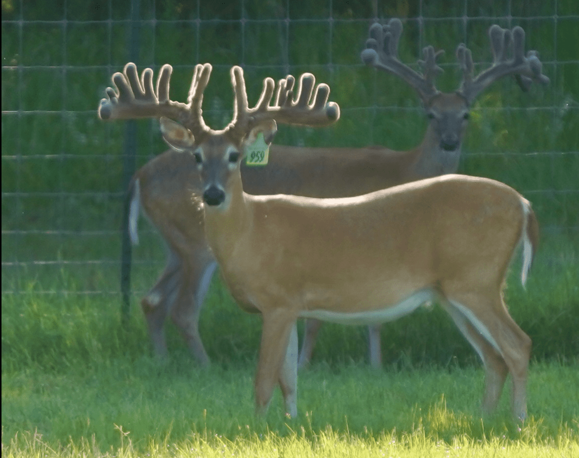 M3 Whitetails are Texas deer breeders that specialize in raising and selling whitetail Breeder Bucks, whitetail DMP Bucks, whitetail Stocker Bucks, as well as open and bred whitetail does. Big Texas Typicals are what buyers want when buying Texas DMP Bucks, Stocker Bucks, and Breeder Bucks. Our whitetail deer for sale are sure to impress prospective buyers and are priced competitively.
