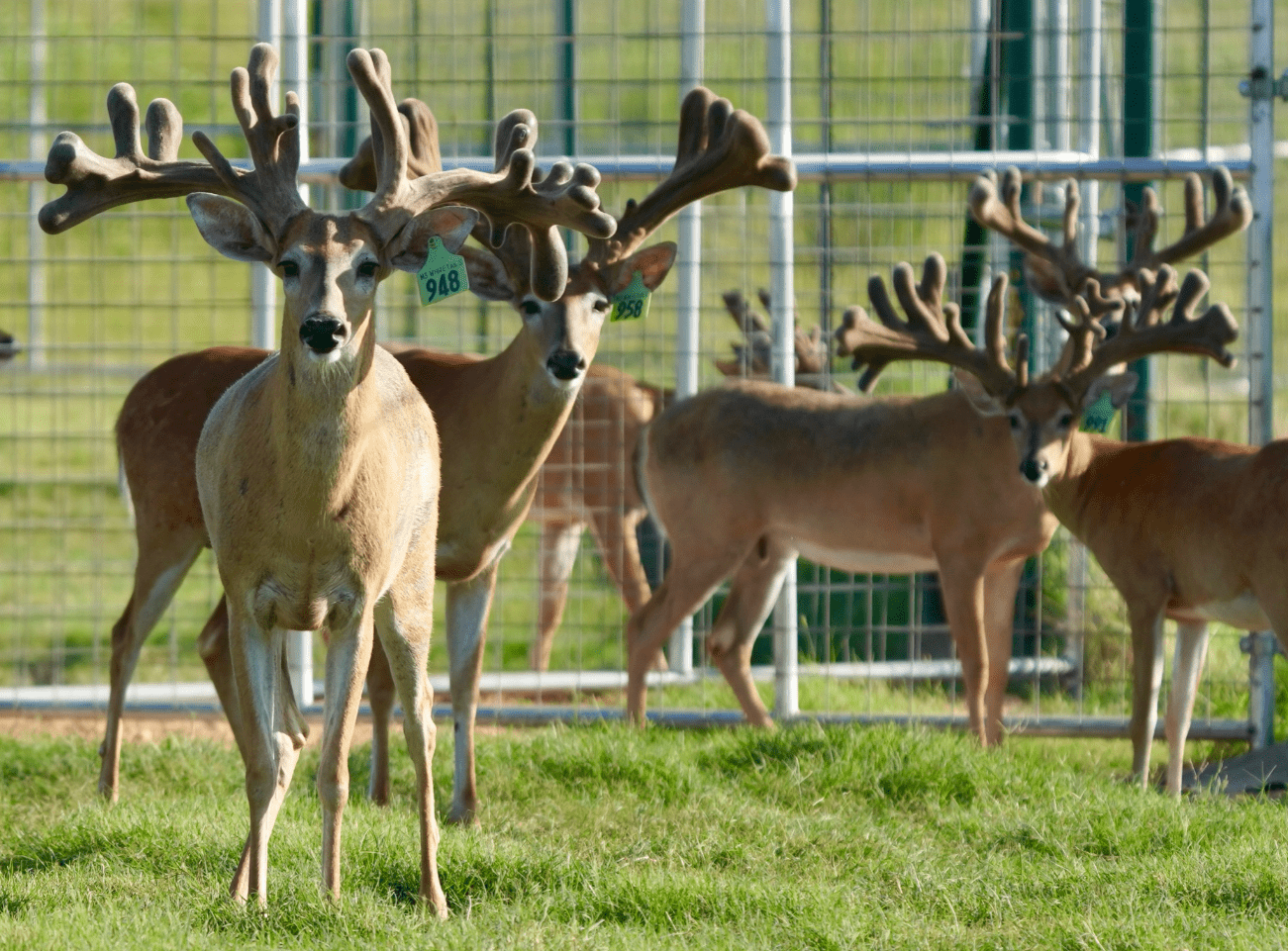M3 Whitetails are Texas deer breeders that specialize in raising and selling whitetail Breeder Bucks, whitetail DMP Bucks, whitetail Stocker Bucks, as well as open and bred whitetail does. Big Texas Typicals are what buyers want when buying Texas DMP Bucks, Stocker Bucks, and Breeder Bucks. Our whitetail deer for sale are sure to impress prospective buyers and are priced competitively.