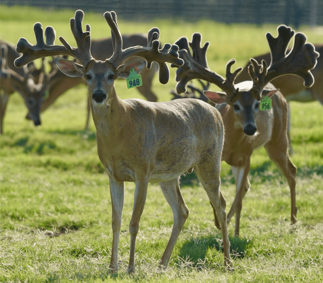 M3 Whitetails are Texas deer breeders that specialize in raising and selling whitetail Breeder Bucks, whitetail DMP Bucks, whitetail Stocker Bucks, as well as open and bred whitetail does. Big Texas Typicals are what buyers want when buying Texas DMP Bucks, Stocker Bucks, and Breeder Bucks. Our whitetail deer for sale are sure to impress prospective buyers and are priced competitively.
