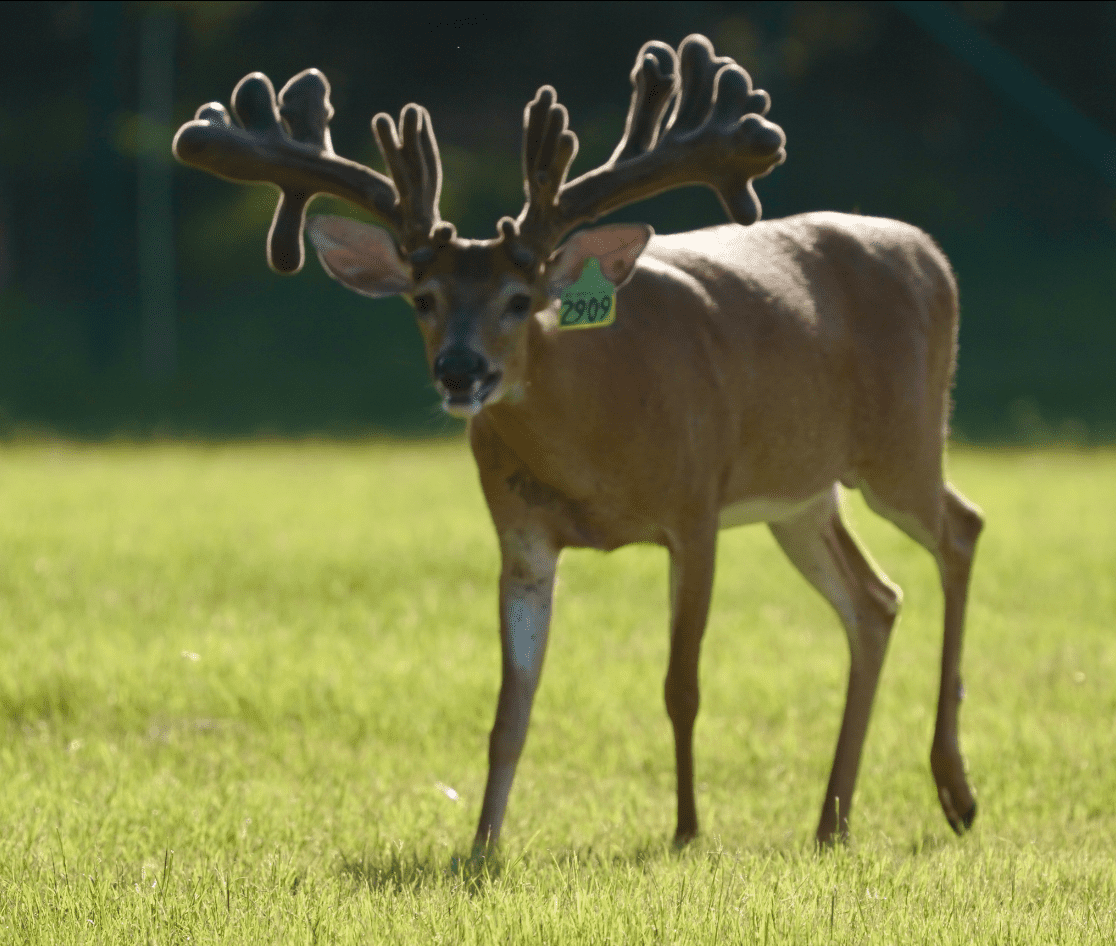M3 Whitetails are Texas deer breeders that specialize in raising and selling whitetail Breeder Bucks, whitetail DMP Bucks, whitetail Stocker Bucks, as well as open and bred whitetail does. Big Texas Typicals are what buyers want when buying Texas DMP Bucks, Stocker Bucks, and Breeder Bucks. Our whitetail deer for sale are sure to impress prospective buyers and are priced competitively.
