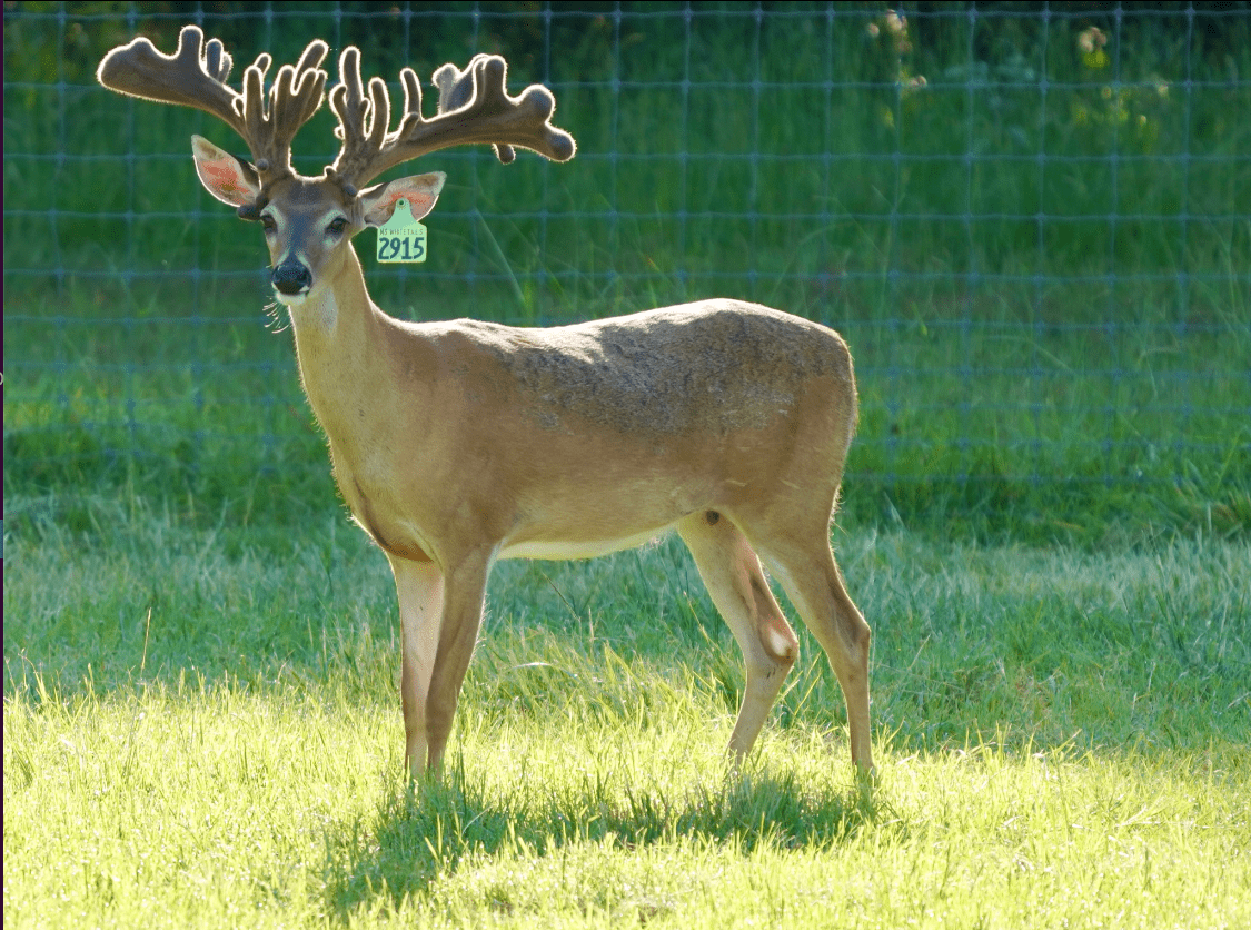 M3 Whitetails are Texas deer breeders that specialize in raising and selling whitetail Breeder Bucks, whitetail DMP Bucks, whitetail Stocker Bucks, as well as open and bred whitetail does. Big Texas Typicals are what buyers want when buying Texas DMP Bucks, Stocker Bucks, and Breeder Bucks. Our whitetail deer for sale are sure to impress prospective buyers and are priced competitively.