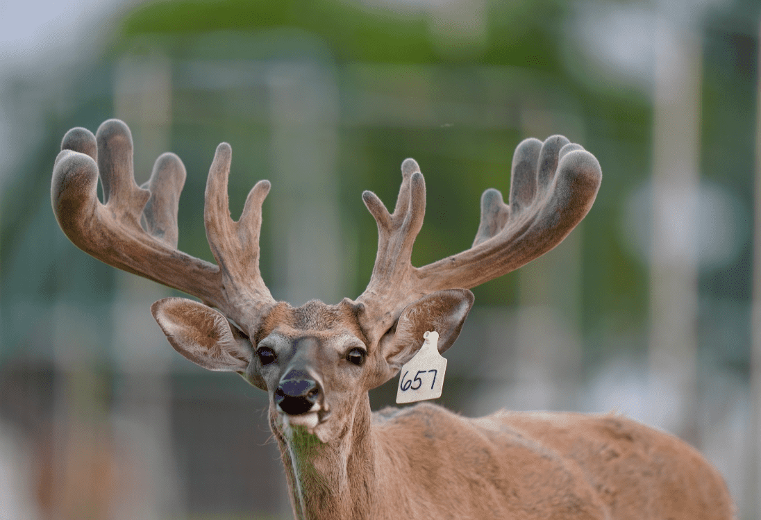 M3 Whitetails are Texas deer breeders that specialize in raising and selling whitetail Breeder Bucks, whitetail DMP Bucks, whitetail Stocker Bucks, as well as open and bred whitetail does. Big Texas Typicals are what buyers want when buying Texas DMP Bucks, Stocker Bucks, and Breeder Bucks. Our whitetail deer for sale are sure to impress prospective buyers and are priced competitively.