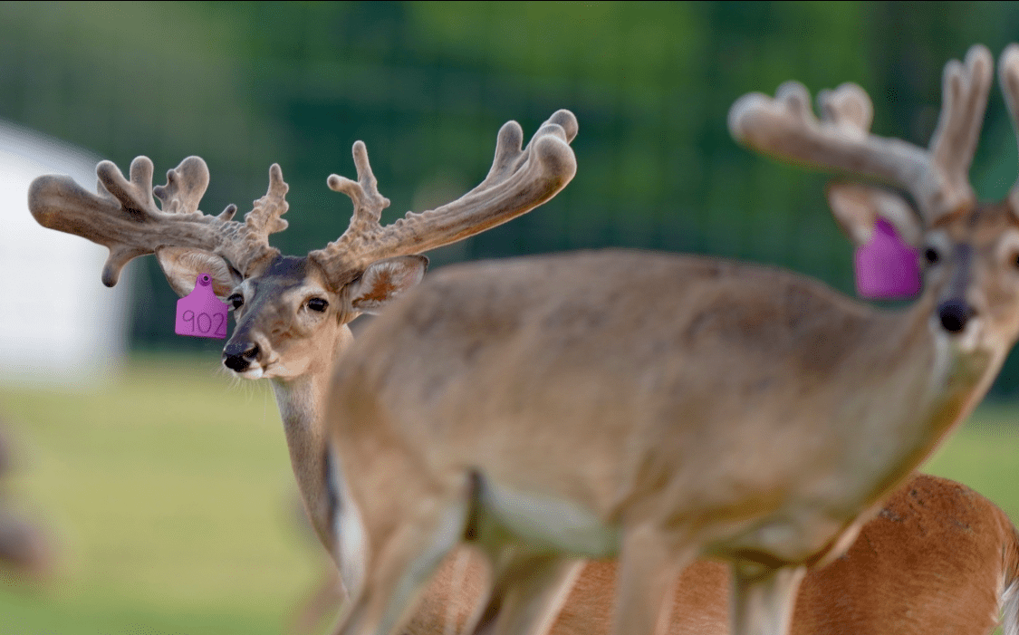 M3 Whitetails are Texas deer breeders that specialize in raising and selling whitetail Breeder Bucks, whitetail DMP Bucks, whitetail Stocker Bucks, as well as open and bred whitetail does. Big Texas Typicals are what buyers want when buying Texas DMP Bucks, Stocker Bucks, and Breeder Bucks. Our whitetail deer for sale are sure to impress prospective buyers and are priced competitively.