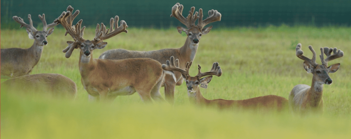 M3 Whitetails are Texas deer breeders that specialize in raising and selling whitetail Breeder Bucks, whitetail DMP Bucks, whitetail Stocker Bucks, as well as open and bred whitetail does. Big Texas Typicals are what buyers want when buying Texas DMP Bucks, Stocker Bucks, and Breeder Bucks. Our whitetail deer for sale are sure to impress prospective buyers and are priced competitively.