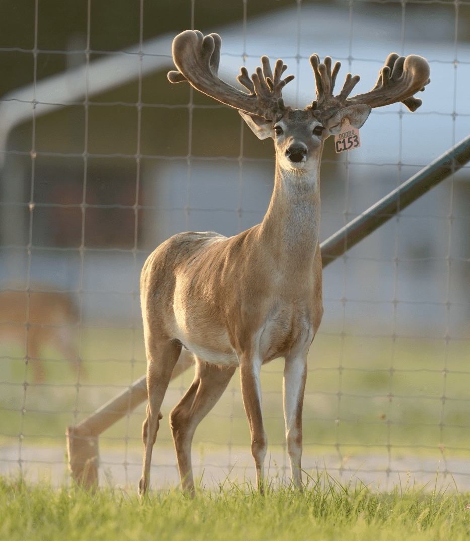 M3 Whitetails are Texas deer breeders that specialize in raising and selling whitetail Breeder Bucks, whitetail DMP Bucks, whitetail Stocker Bucks, as well as open and bred whitetail does. Big Texas Typicals are what buyers want when buying Texas DMP Bucks, Stocker Bucks, and Breeder Bucks. Our whitetail deer for sale are sure to impress prospective buyers and are priced competitively.