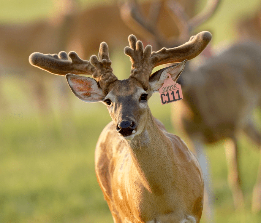 M3 Whitetails are Texas deer breeders that specialize in raising and selling whitetail Breeder Bucks, whitetail DMP Bucks, whitetail Stocker Bucks, as well as open and bred whitetail does. Big Texas Typicals are what buyers want when buying Texas DMP Bucks, Stocker Bucks, and Breeder Bucks. Our whitetail deer for sale are sure to impress prospective buyers and are priced competitively.