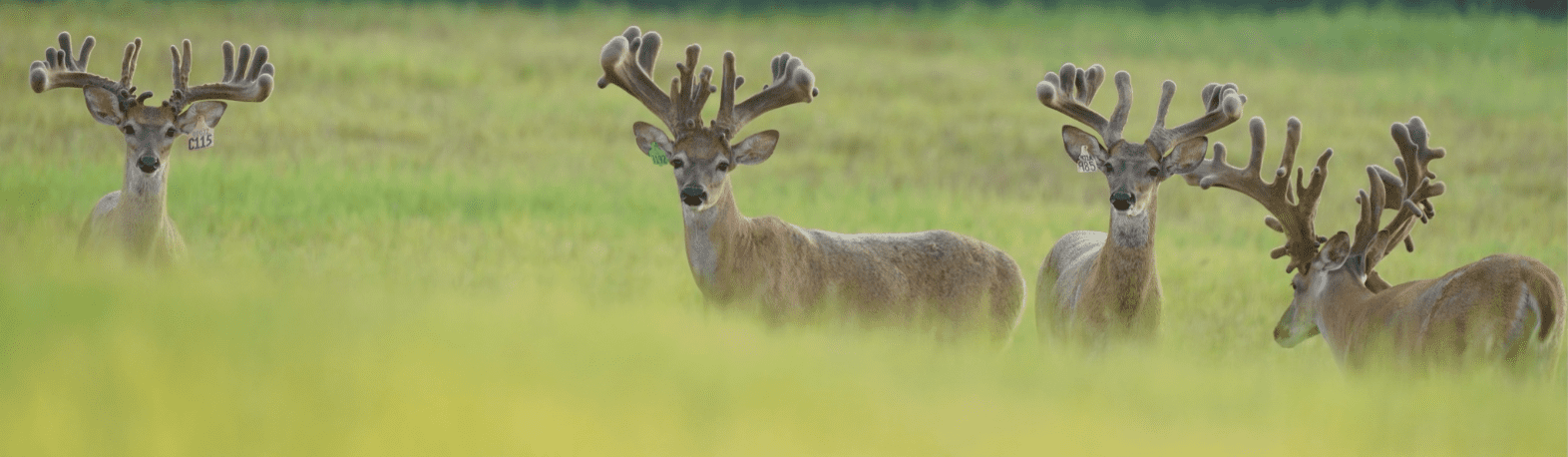 M3 Whitetails are Texas deer breeders that specialize in raising and selling whitetail Breeder Bucks, whitetail DMP Bucks, whitetail Stocker Bucks, as well as open and bred whitetail does. Big Texas Typicals are what buyers want when buying Texas DMP Bucks, Stocker Bucks, and Breeder Bucks. Our whitetail deer for sale are sure to impress prospective buyers and are priced competitively.
