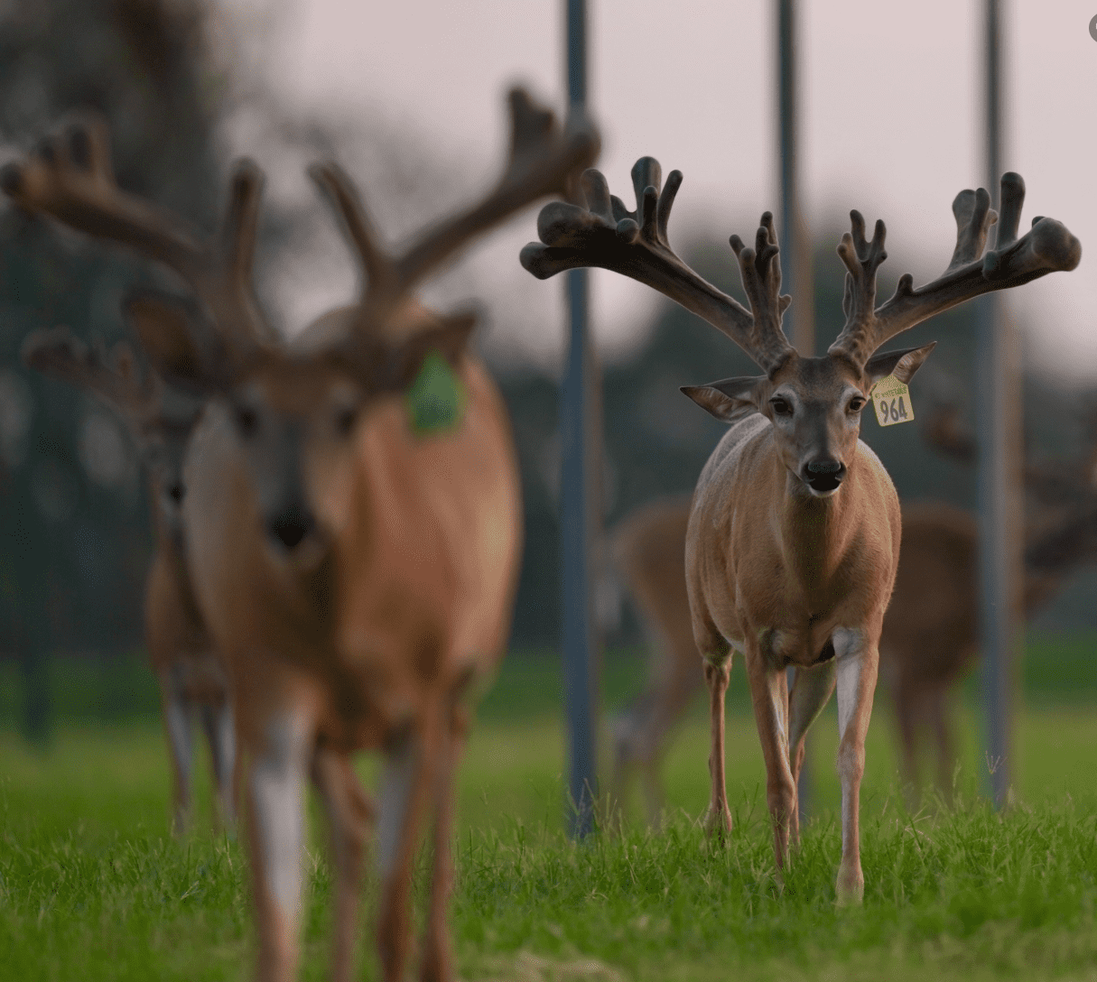 M3 Whitetails are Texas deer breeders that specialize in raising and selling whitetail Breeder Bucks, whitetail DMP Bucks, whitetail Stocker Bucks, as well as open and bred whitetail does. Big Texas Typicals are what buyers want when buying Texas DMP Bucks, Stocker Bucks, and Breeder Bucks. Our whitetail deer for sale are sure to impress prospective buyers and are priced competitively.