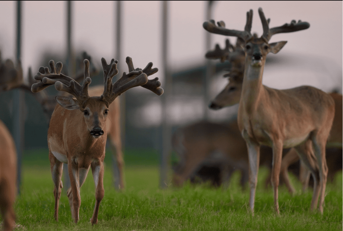 M3 Whitetails are Texas deer breeders that specialize in raising and selling whitetail Breeder Bucks, whitetail DMP Bucks, whitetail Stocker Bucks, as well as open and bred whitetail does. Big Texas Typicals are what buyers want when buying Texas DMP Bucks, Stocker Bucks, and Breeder Bucks. Our whitetail deer for sale are sure to impress prospective buyers and are priced competitively.